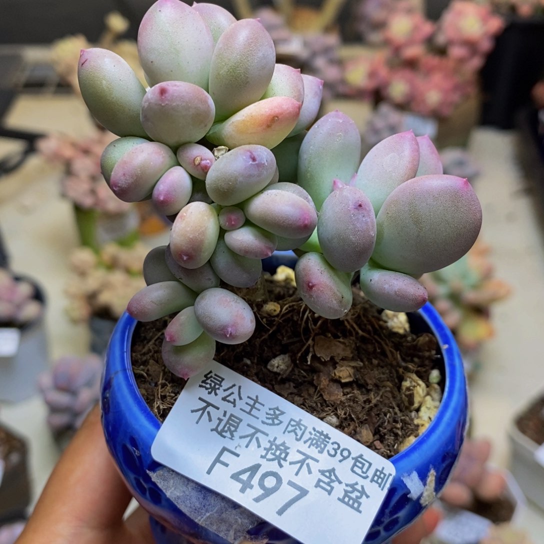 497苹果奶四代多肉5c m