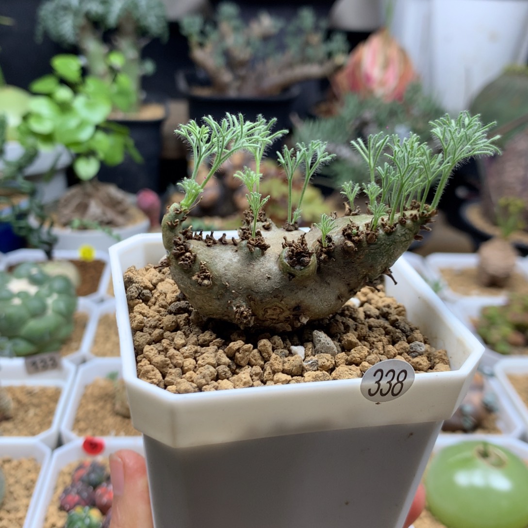 白皮月界带盆多肉338