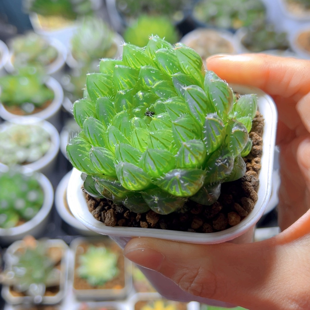 翠云玉露多肉多肉多肉