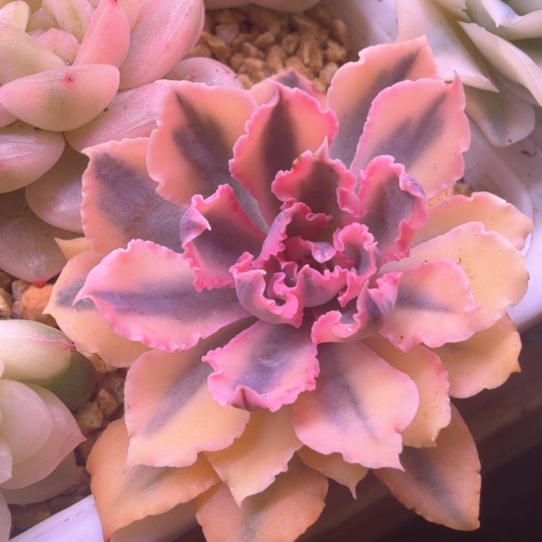 无花朵晚霞之舞锦 