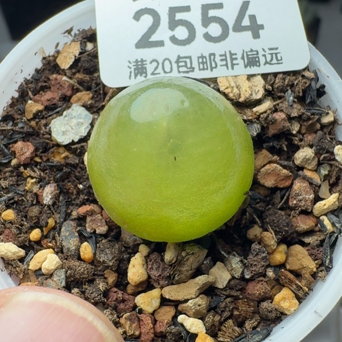 带盆土2.1灯泡。           