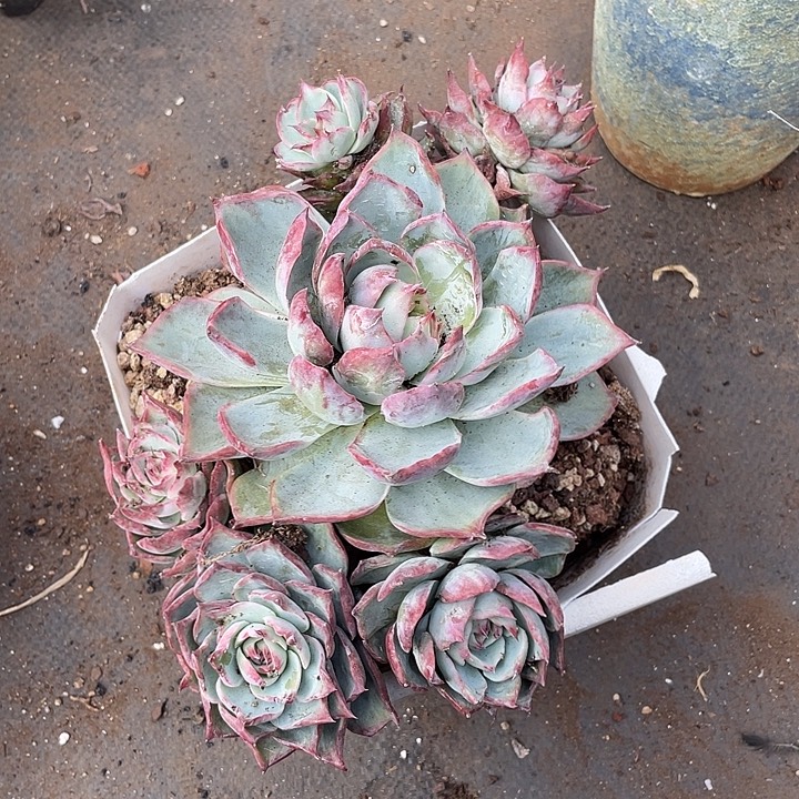 老桩飘支惊鸿22寄养