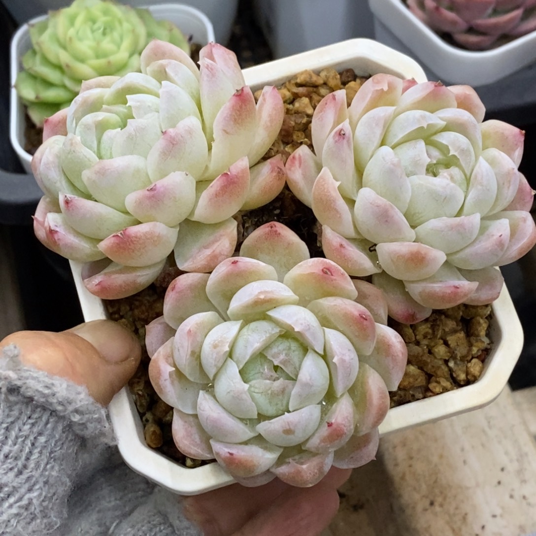 精品多肉一物一拍不包整2