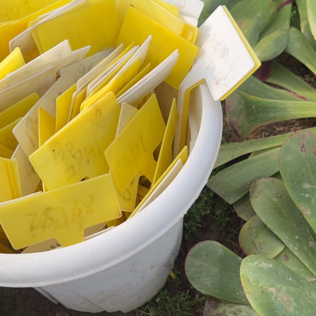 ****环粉桶朵朵初见朵朵各一颗