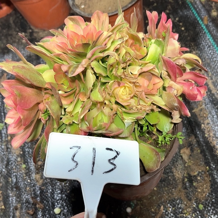 多肉植物雅典娜法师