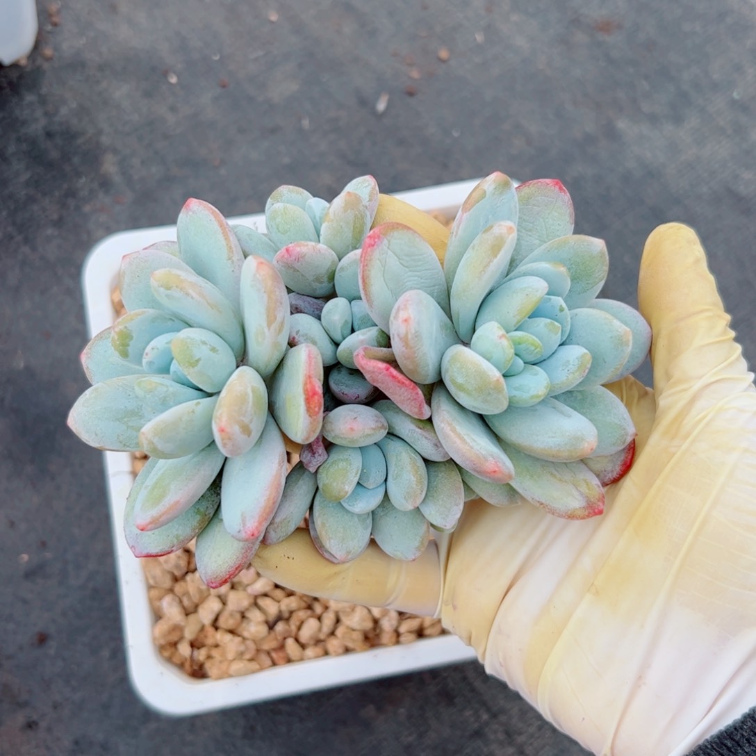 雪美人自然群多肉植物