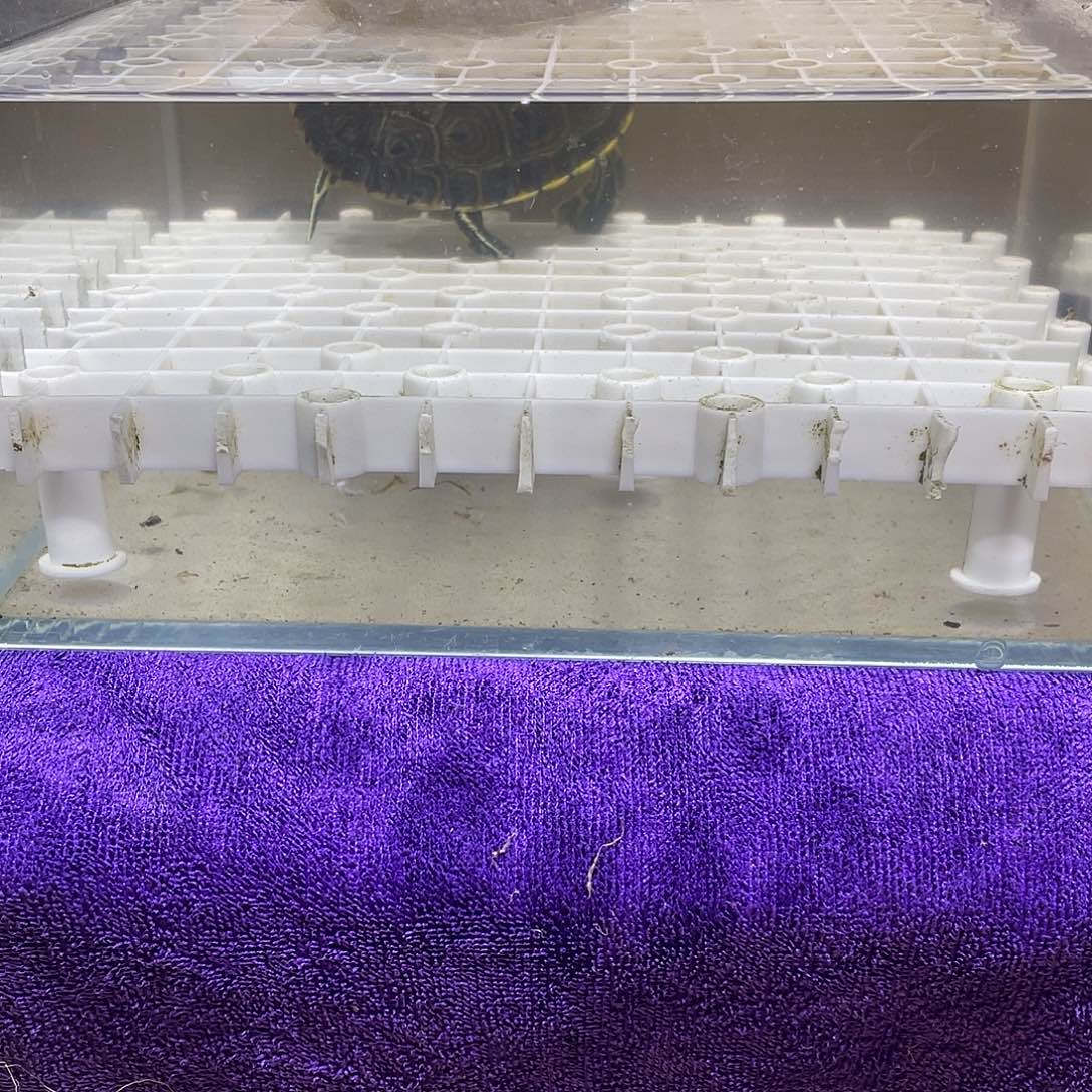不分公母宠物龟大河
