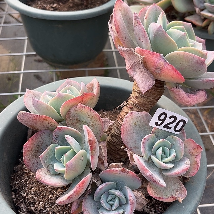 熊****920血凤脱土发货不退不换