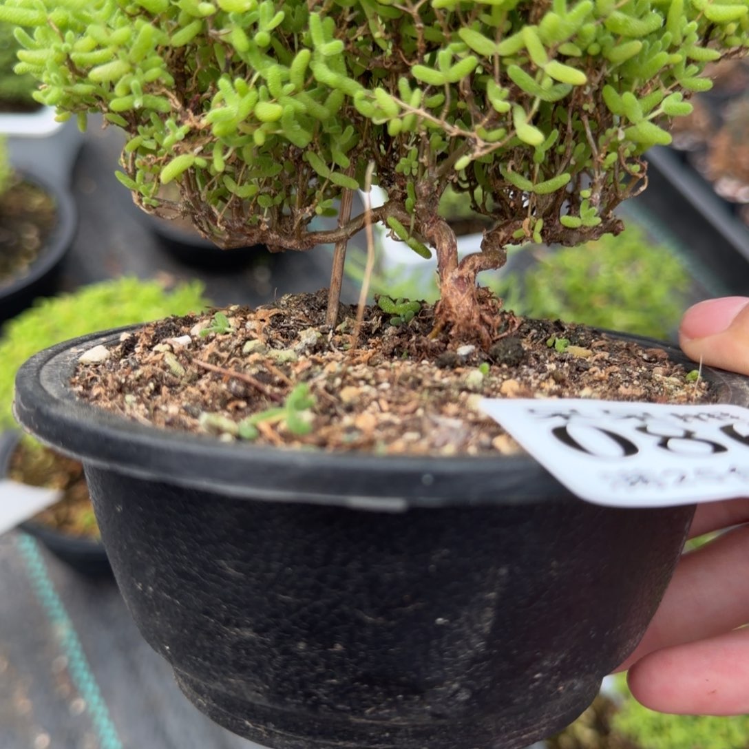 闪电购花卉园艺086