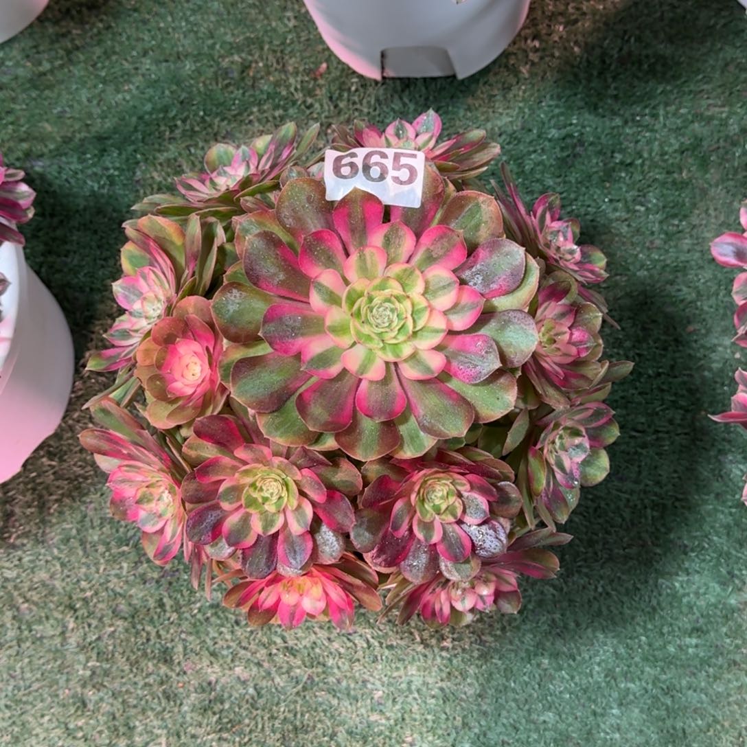 1665！红蜻蜓法师多肉植物