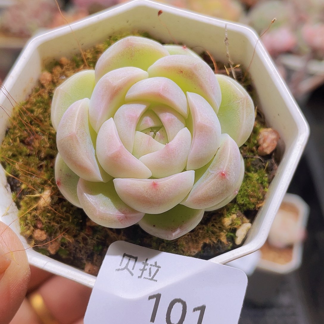 101 精品多肉一物一拍