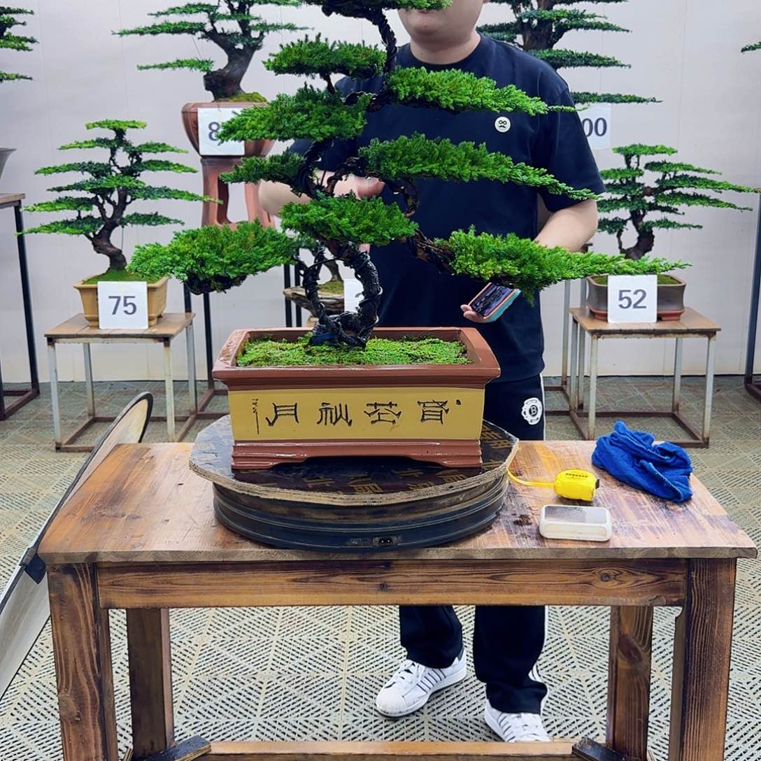 无花朵柏树造型盆景