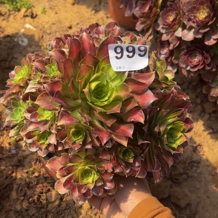 韶华多肉植物999