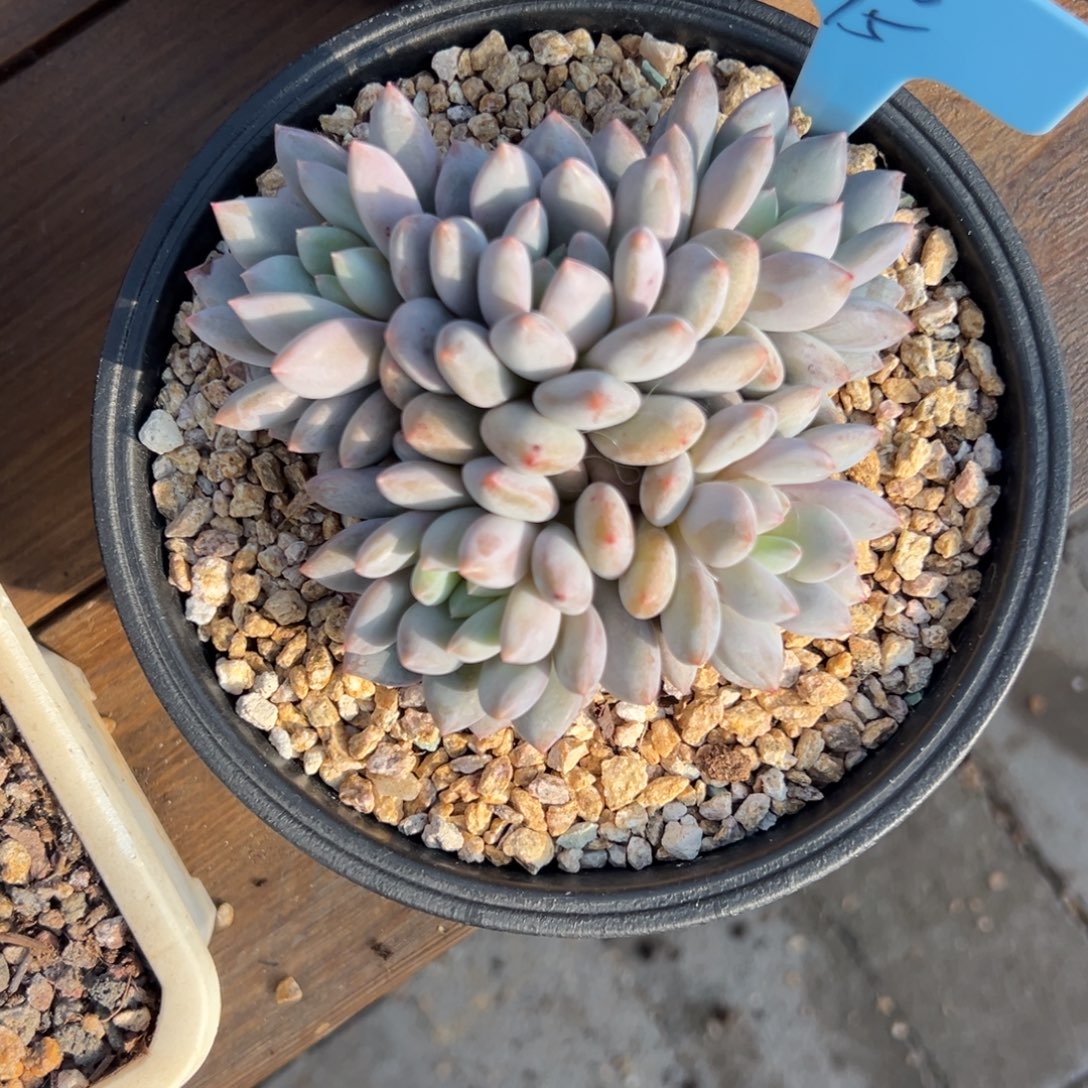 玻***兔半夏1111111111111