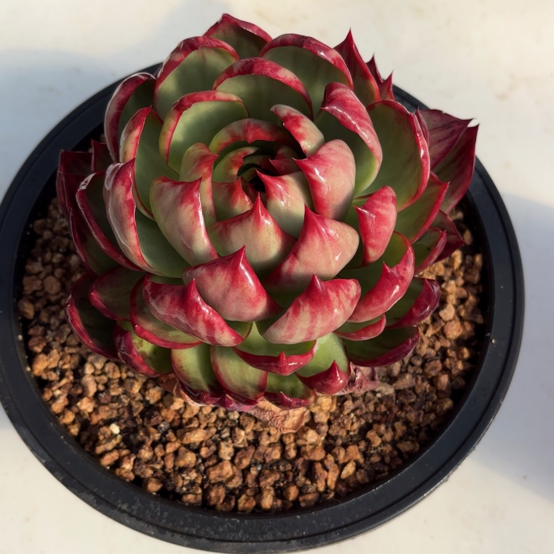 惊鸿仙子 好看好看了