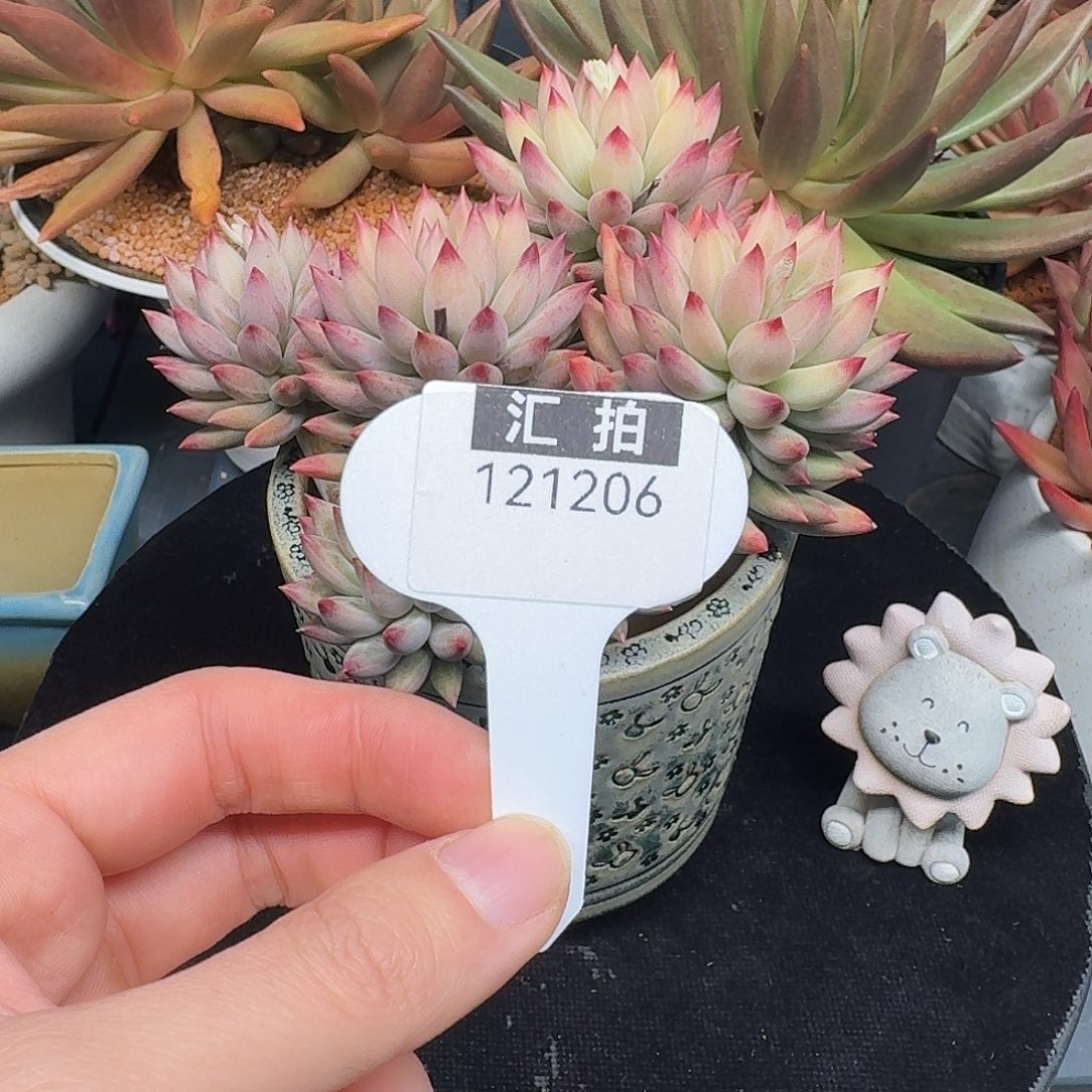 精品多肉植物121206