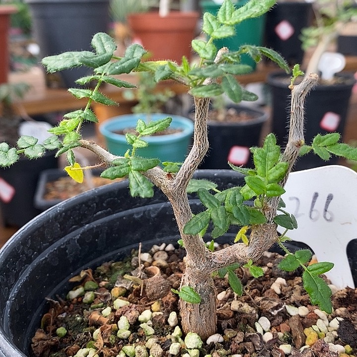 266滔天橄榄哈哈哈哈实生1厘米