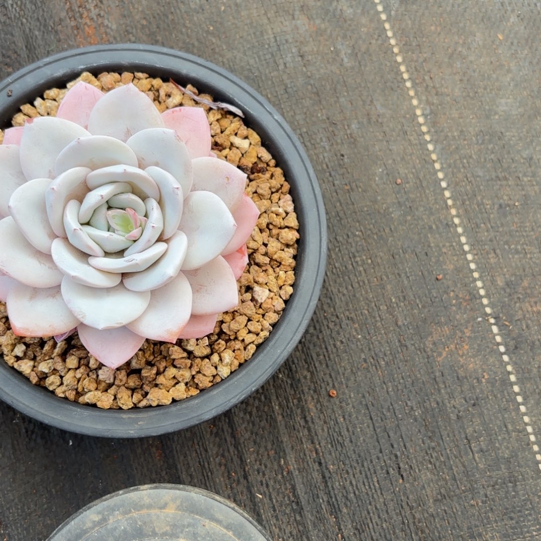 腊***球嗯哈哈哈哈哈哈哈哈