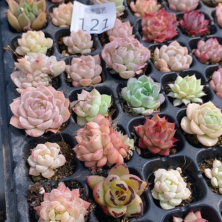 121 多肉植物盆栽花卉盆栽