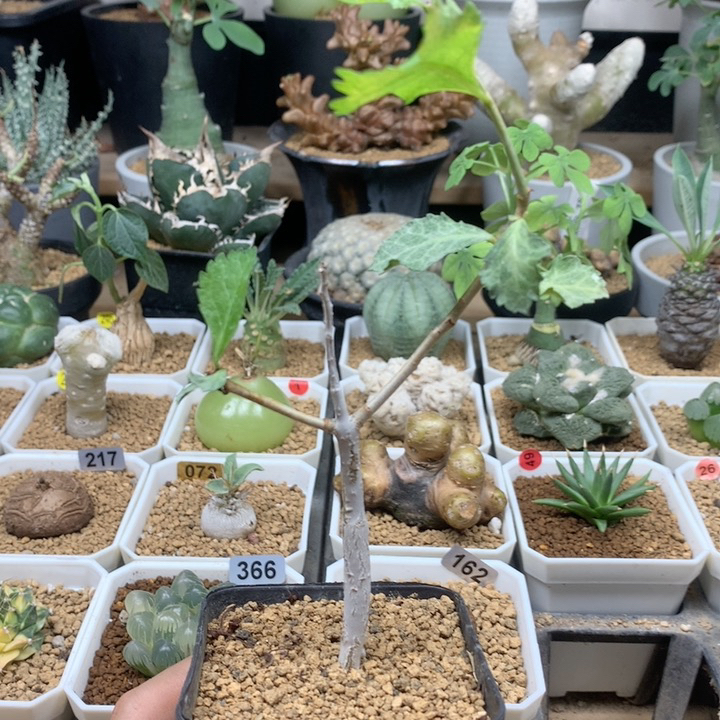 怀特没药实生带盆