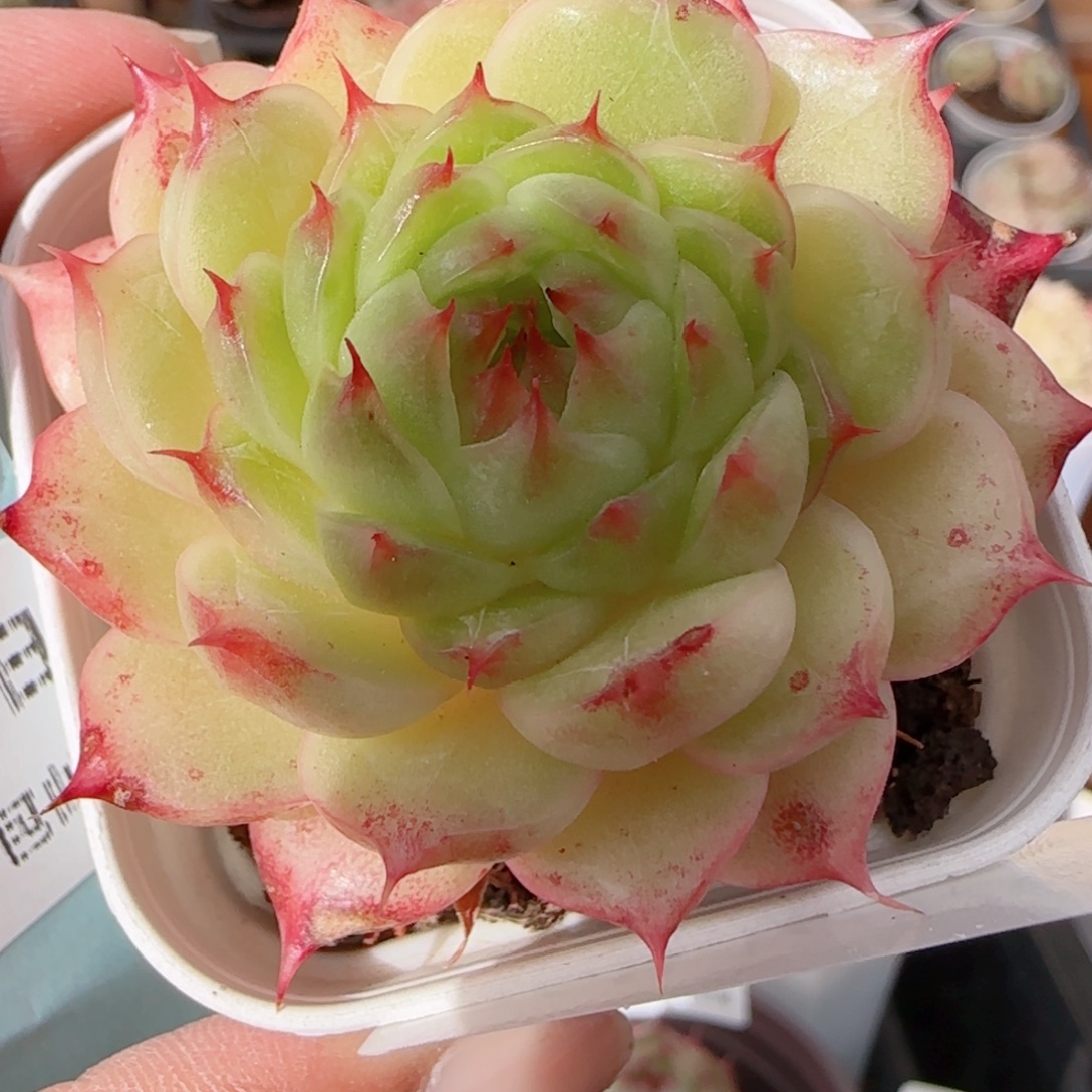 花语多肉1226-268海心母本叶伤