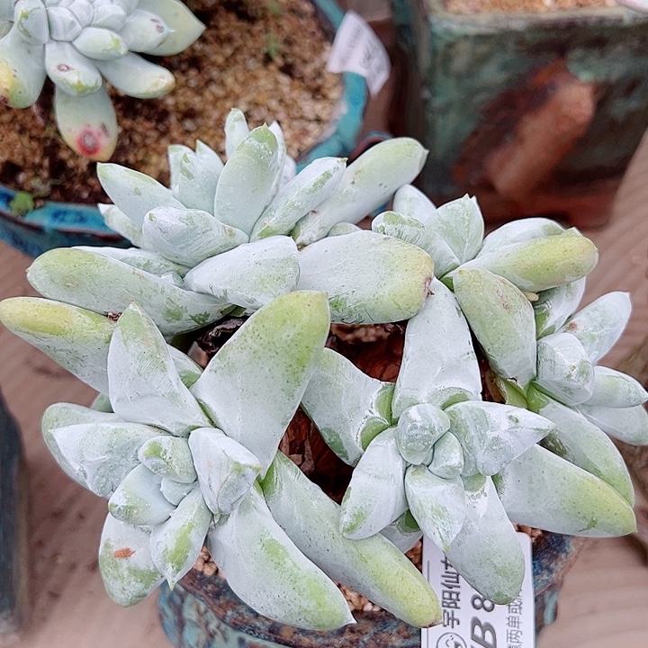 8375拇指仙女杯多肉