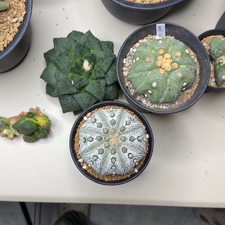 岛国的8.5cm成田白目