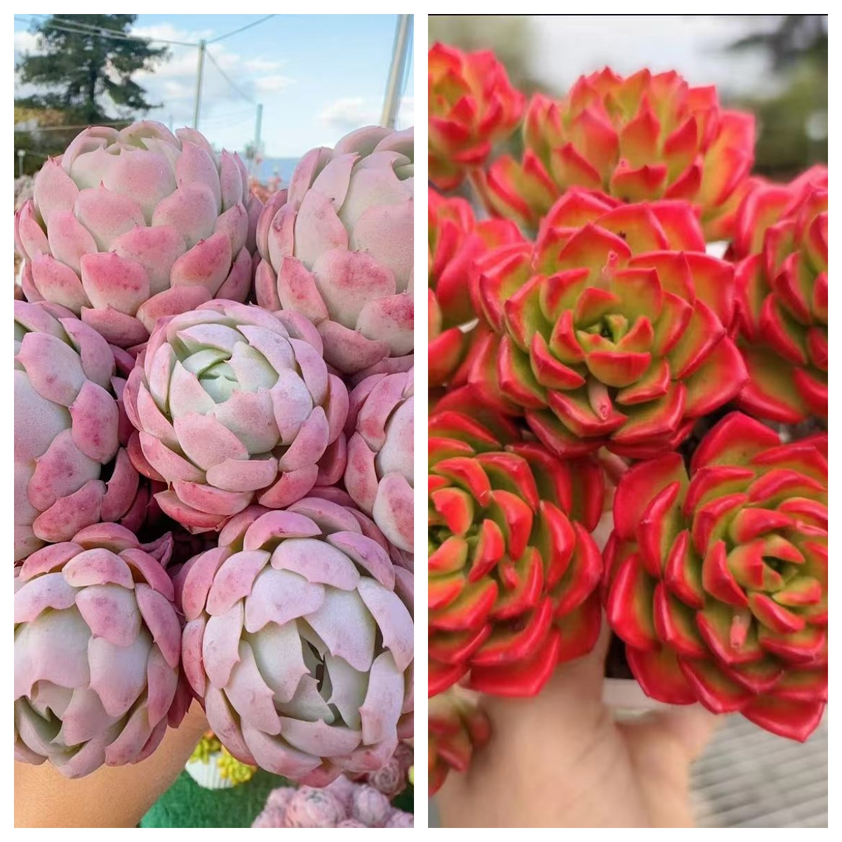 x贝瑞+蒂亚 拍一发二 新手好养 带盆带土 云南基地直发