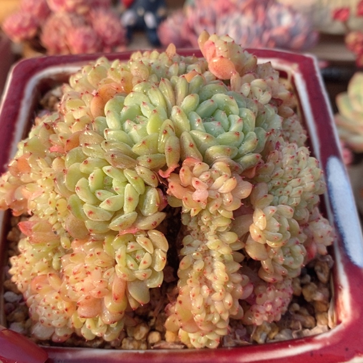 白胖子缀 h h j p 1122