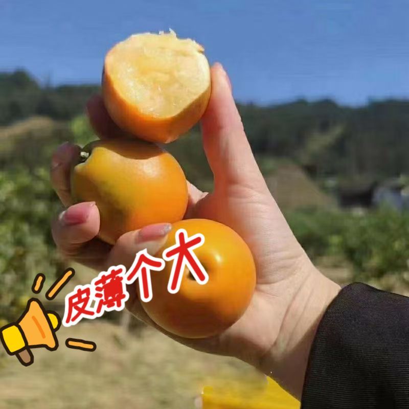 广西脆皮金桔鲜果新鲜应季水果纯甜不酸现摘现发【顺丰快递3斤装】