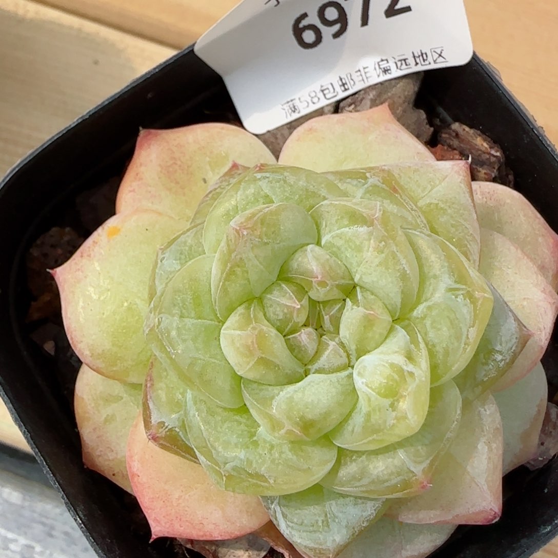 冰飘花，6972多肉植物