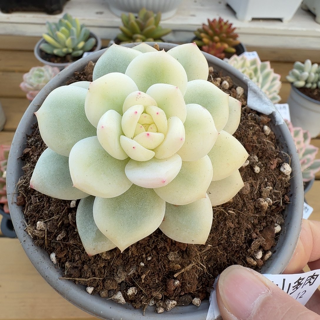 橙梦露宽锦11111212-11