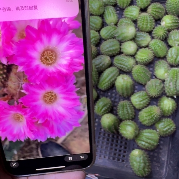 275白檀2个苏珊娜小无根侧牙，20包邮