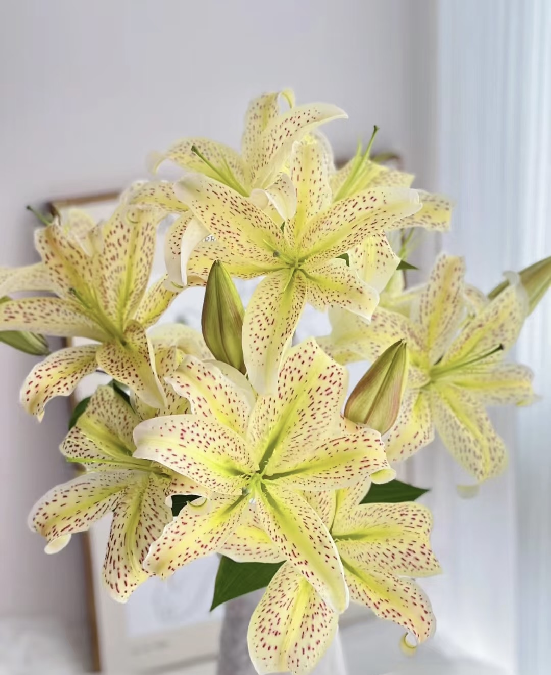 (云南鲜花)老虎沐恩重瓣香水百合花（地区颜色香味有差异介意慎拍）