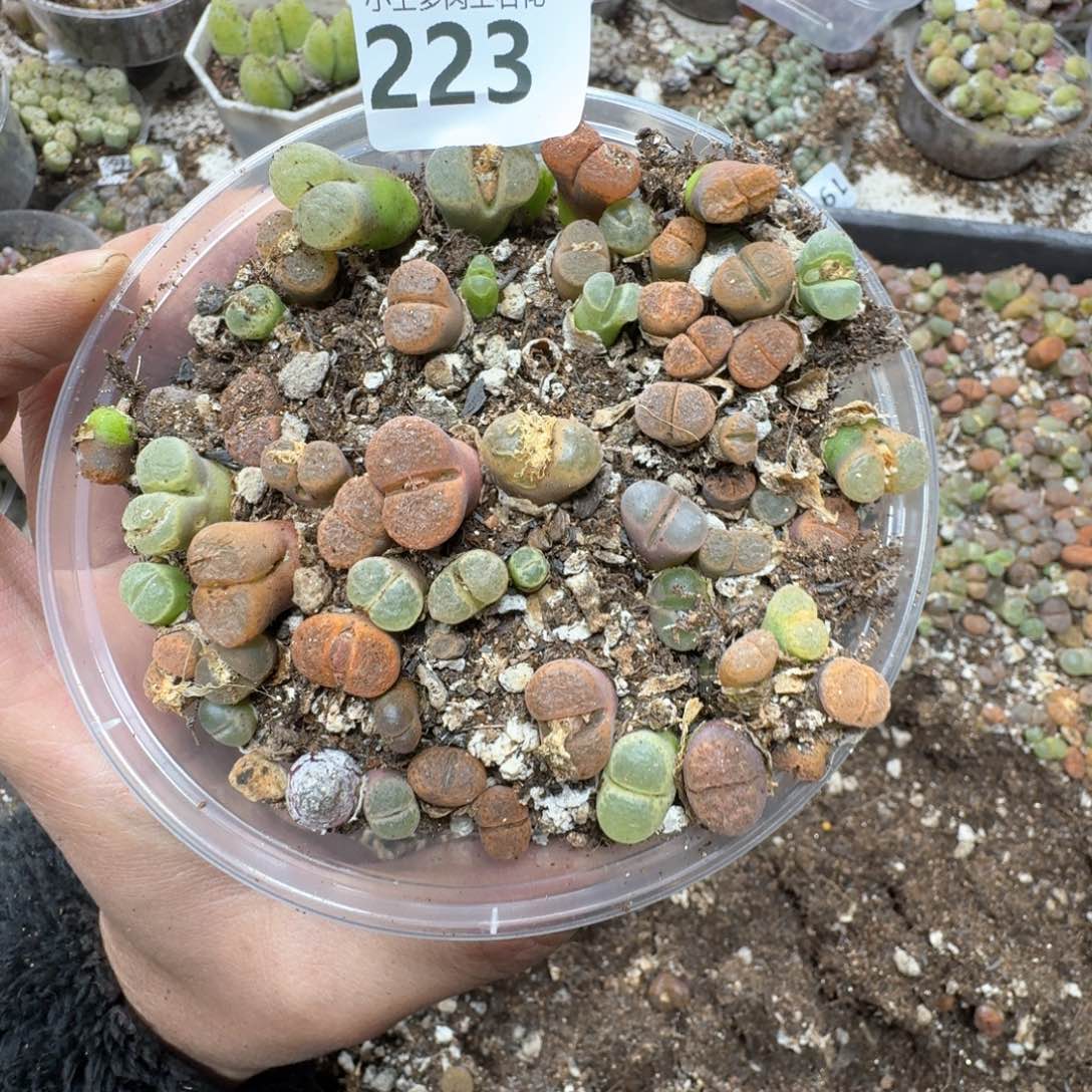 223。 风铃一盒多肉植物