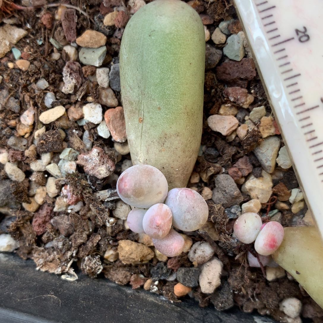 米可奶酪叶插苗不凑满28元发一片叶 不售后 到付