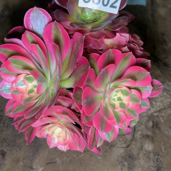 3302女巫多肉植物