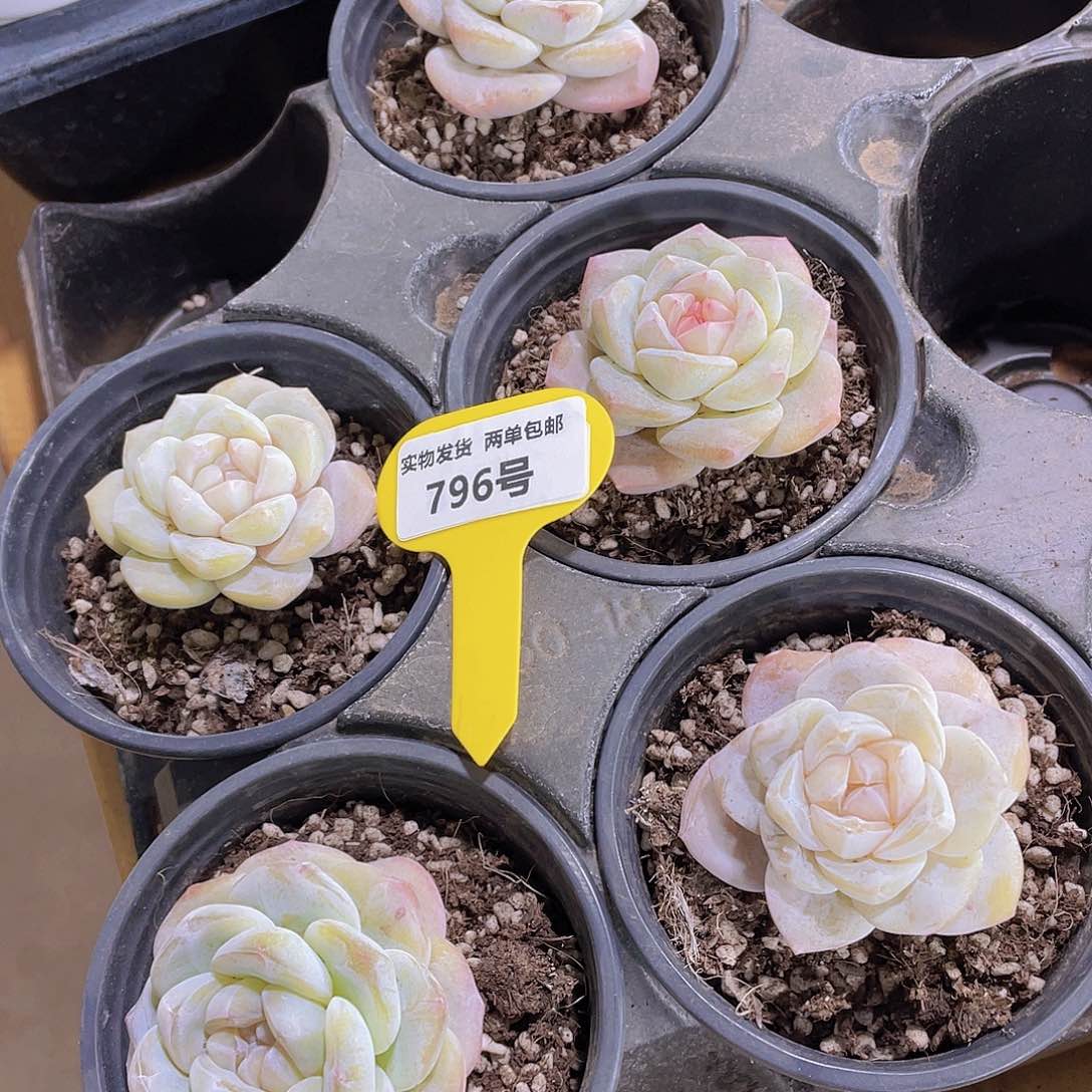 796号 天花板大白兔糖心精品一颗