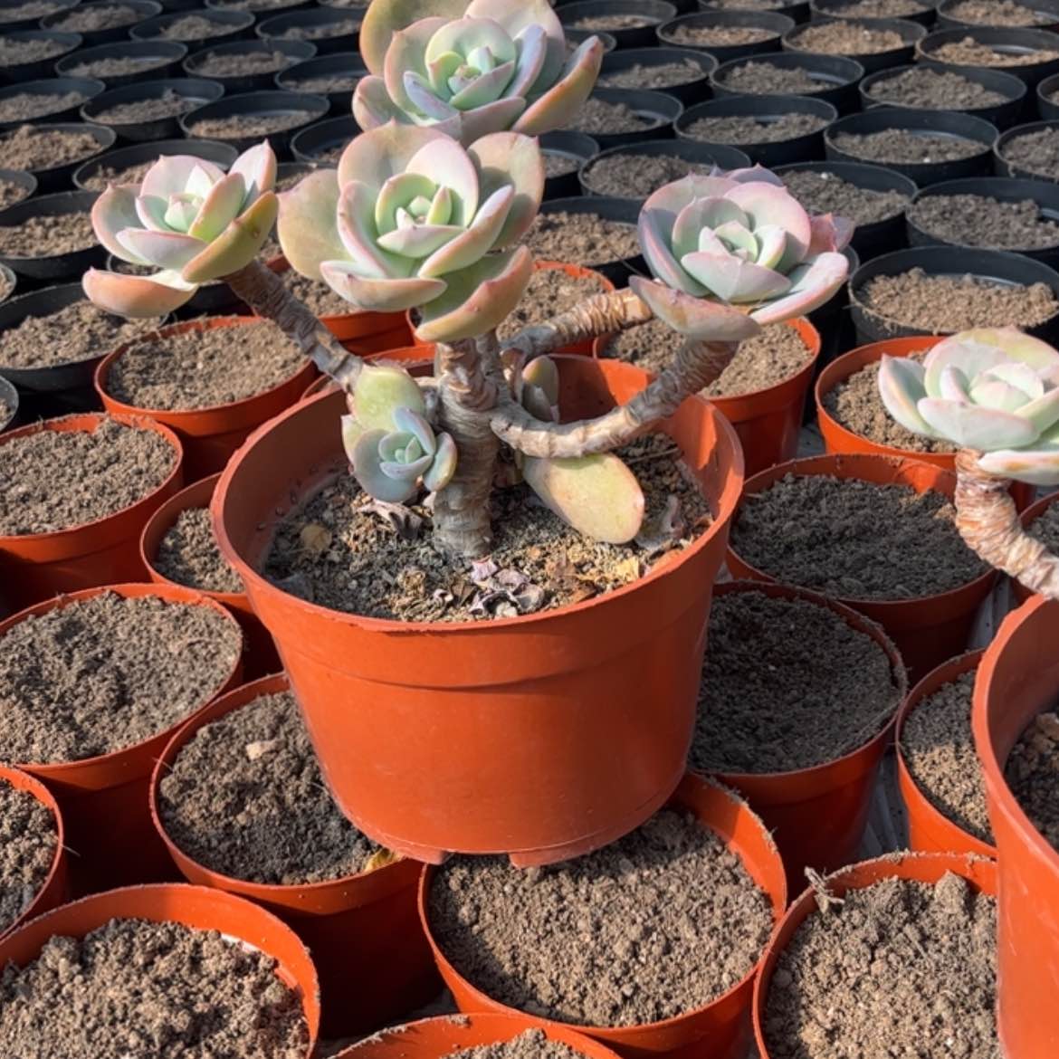 【闪购商品】无花朵G**✨