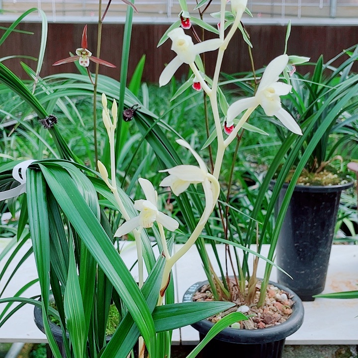 悠***心无花朵一物一漂亮开花