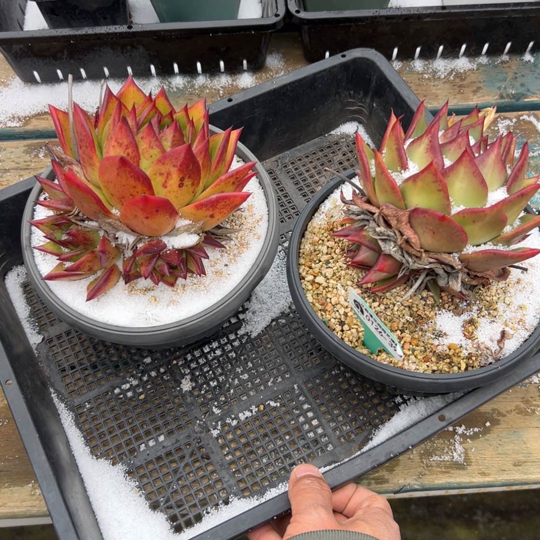 多肉一物一拍0126-396