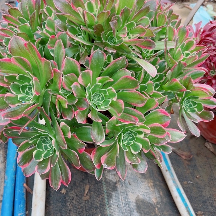 878雨花石多肉植物