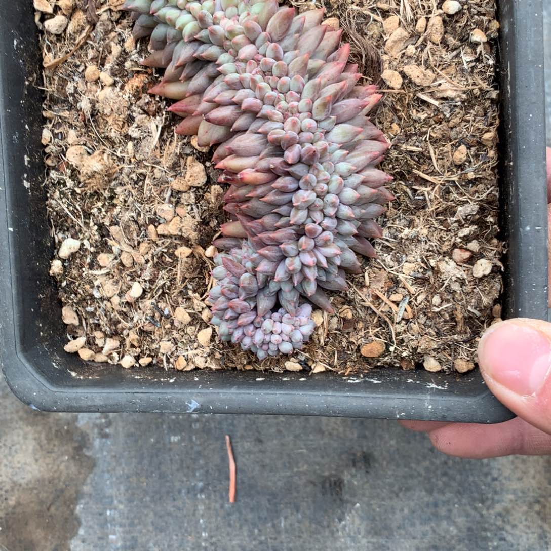 友家多肉一物一拍