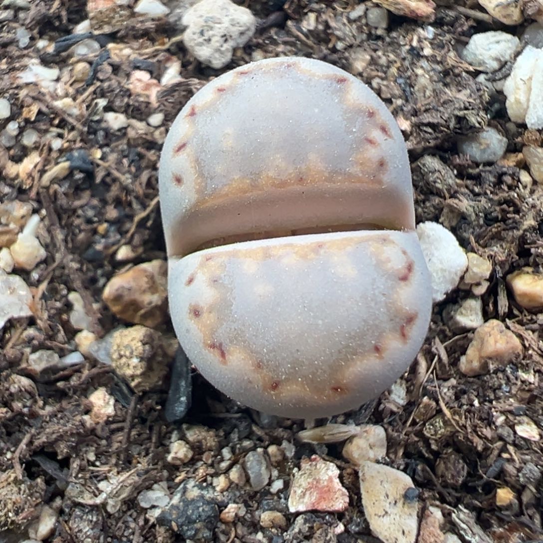 12.4好看的多肉脱土发货149