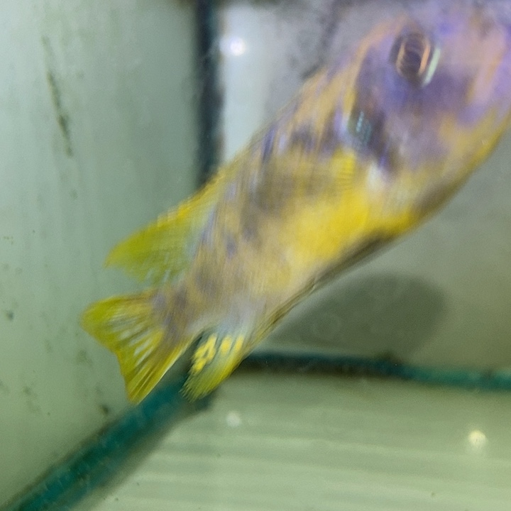 慈鲷鱼黄金斑马mc干就完了