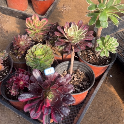 118多肉植物组合