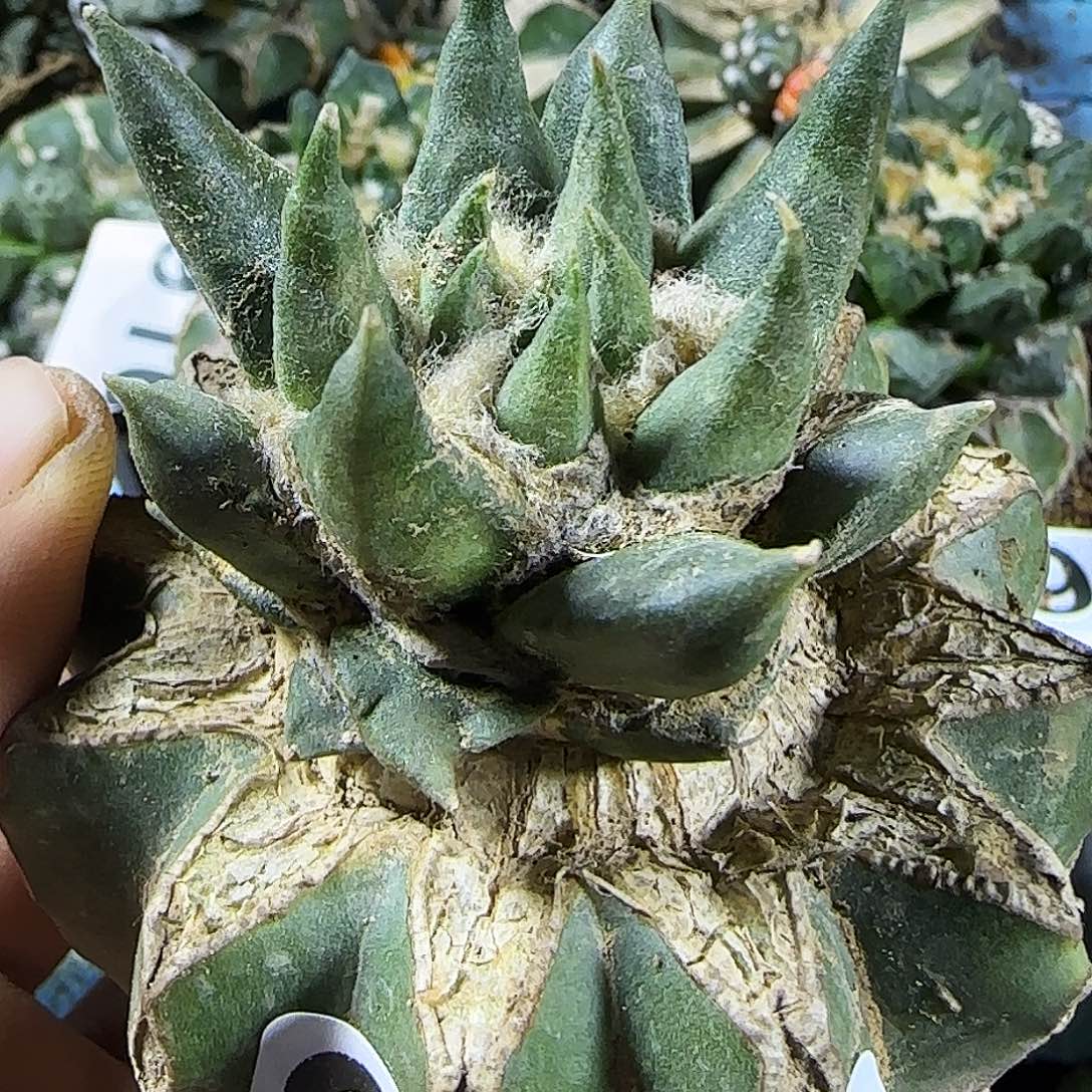 龙牙891仙人球开花