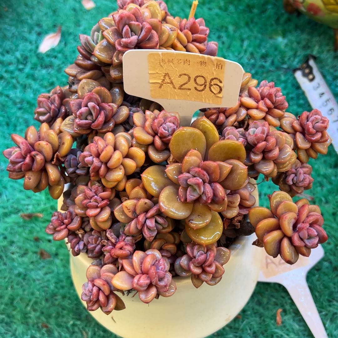 紫星，，，，，，，，，，，，，，，，，，