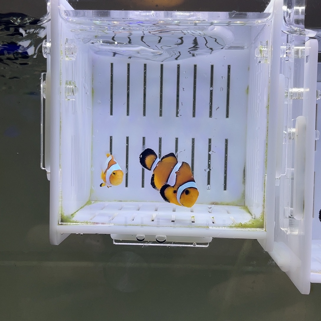 海水鱼3条乱炖小丑