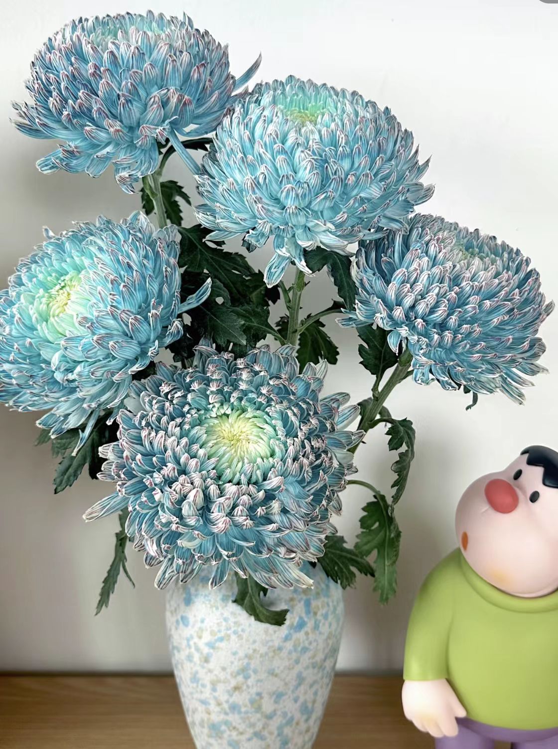 YZ【A级稀有青花瓷牡丹菊5支 】全场任意满两单鲜花升级快递